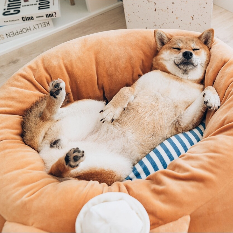 Shiba 2024 inu bed