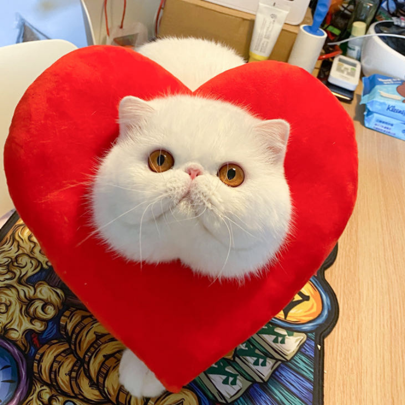 Bigger Fish Love Elizabeth 是心动头套