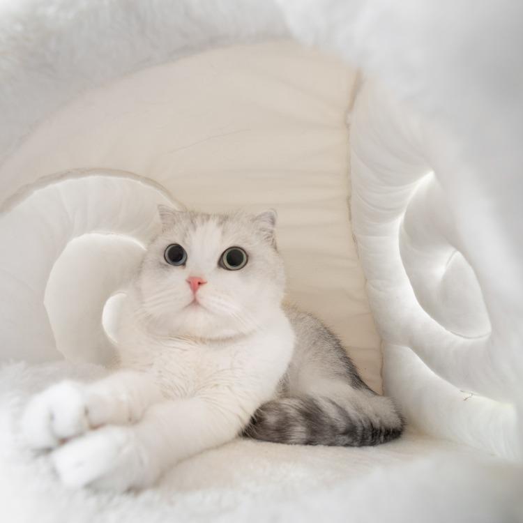 Furrytail Little Snail Cat Bed 尾巴生活蜗牛窝