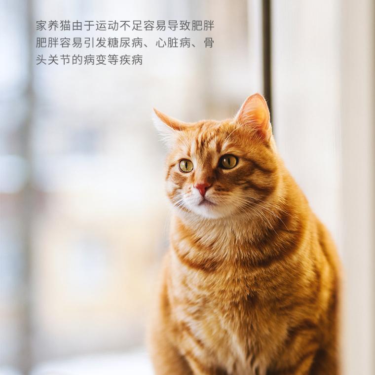 Big Corrugated Cardboard With Rolling Wheel Pet Treadmill 水车摩天轮跑步机