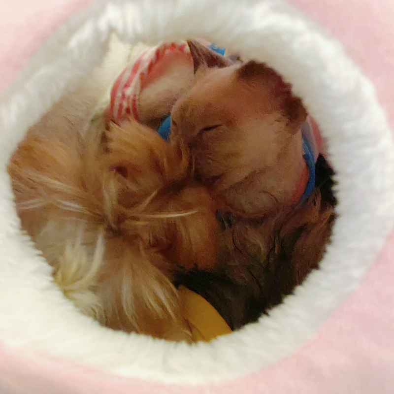 Fukufuku Rainbow Cat Bed 福福甜甜彩虹卷窝