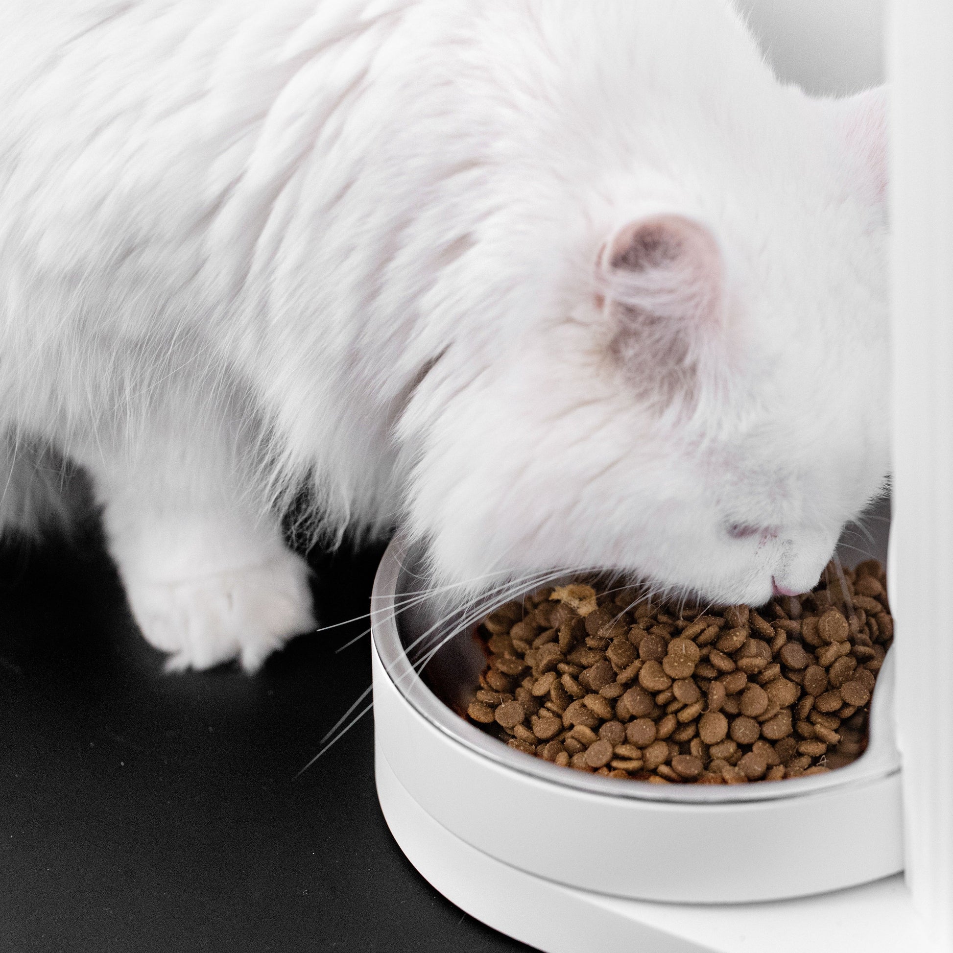 Furrytail Feeder 尾巴生活时光机自动喂食器