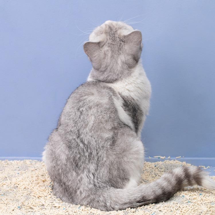 Furrytail Mix Ball- Tofu with Bentonite Cat Litter 小混球 豆腐膨润土混合猫砂