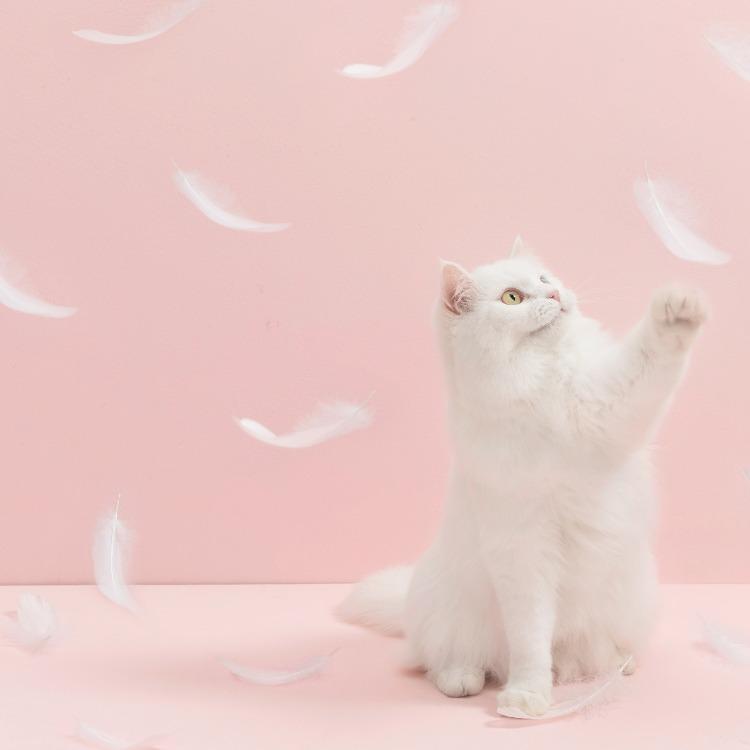 Furrytail Flamingo Cat Teaser | Funny Cat Toy with Bell Feather 火烈鸟逗猫棒