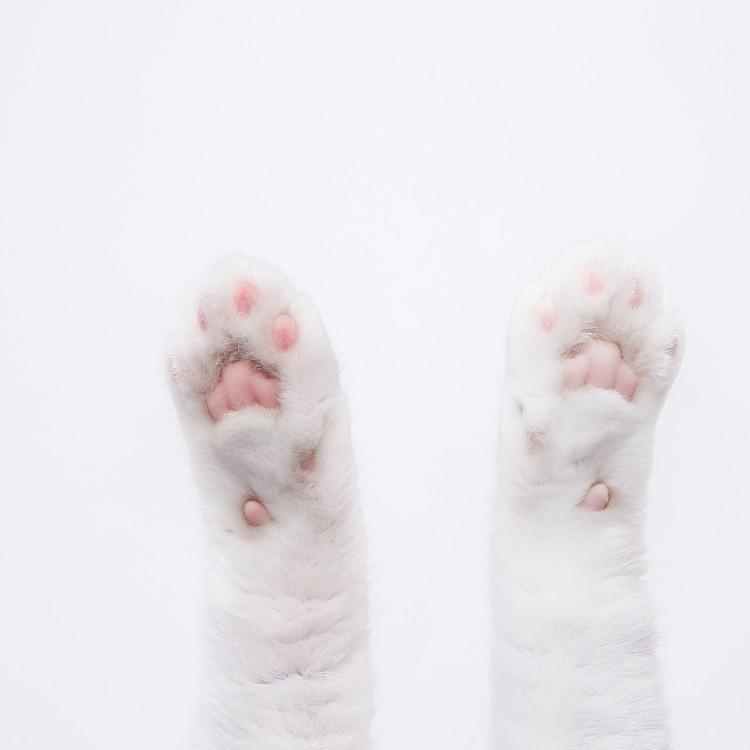 Furrytail Goat Milk Paw Cleaning Foam 洁足泡沫