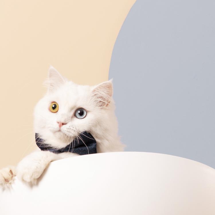 Furrytail Boss Cat Bed, Elevated Cat Chair 猫老板猫窝