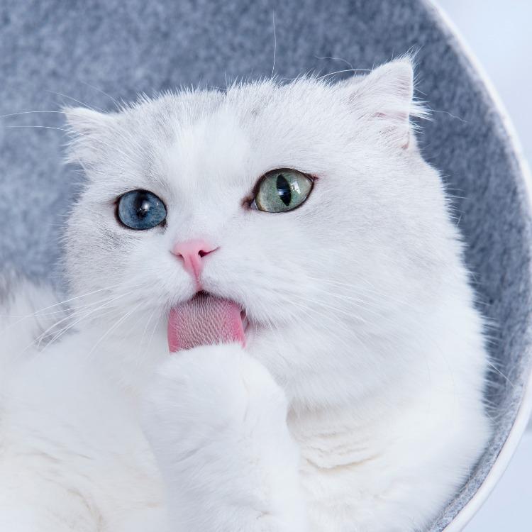 Furrytail Goat Milk Paw Cleaning Foam 洁足泡沫