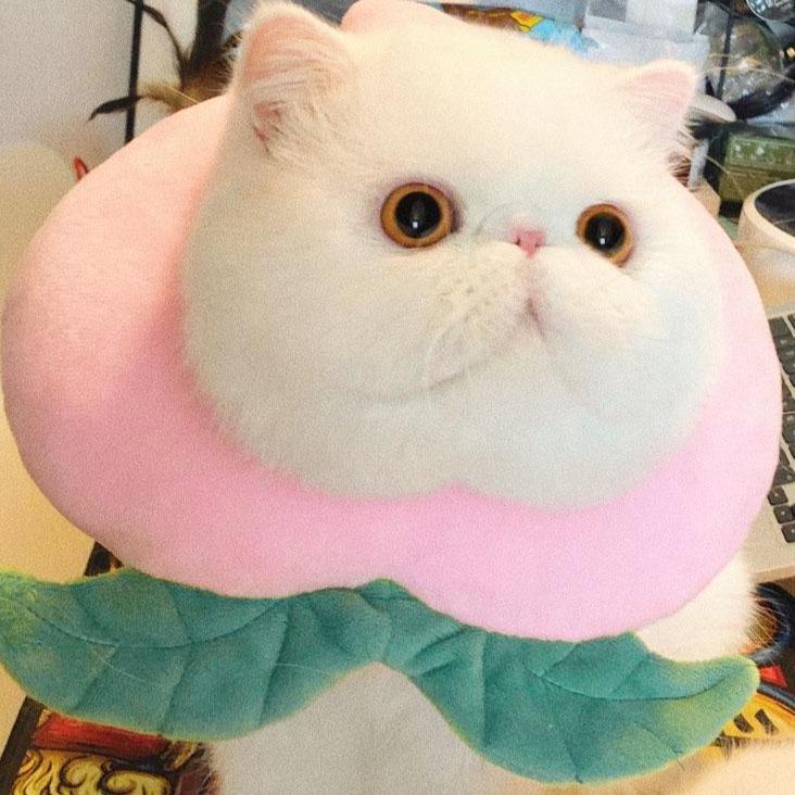 Bigger Fish Peaches Elizabeth 喵间水蜜桃头套