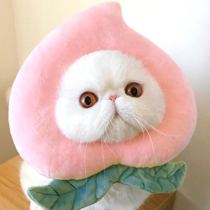 Bigger Fish Peaches Elizabeth 喵间水蜜桃头套