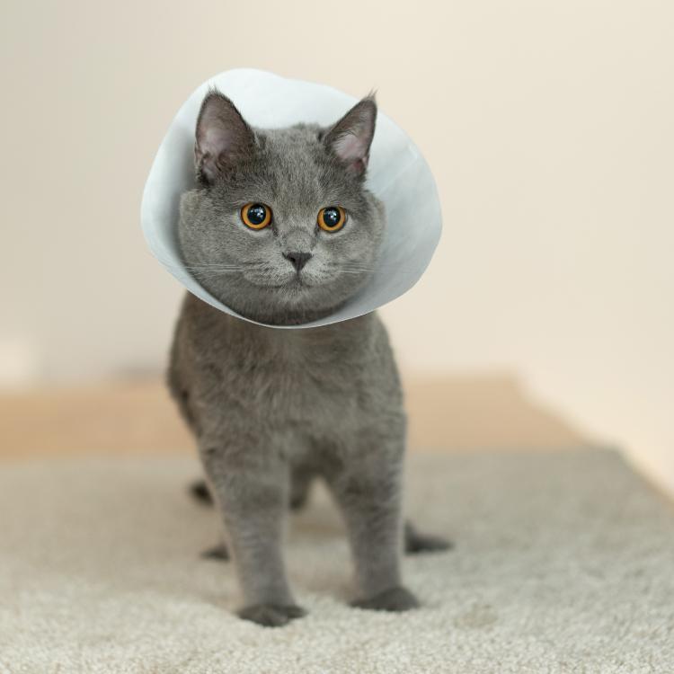 Pidan Pet protective Dupont paper type