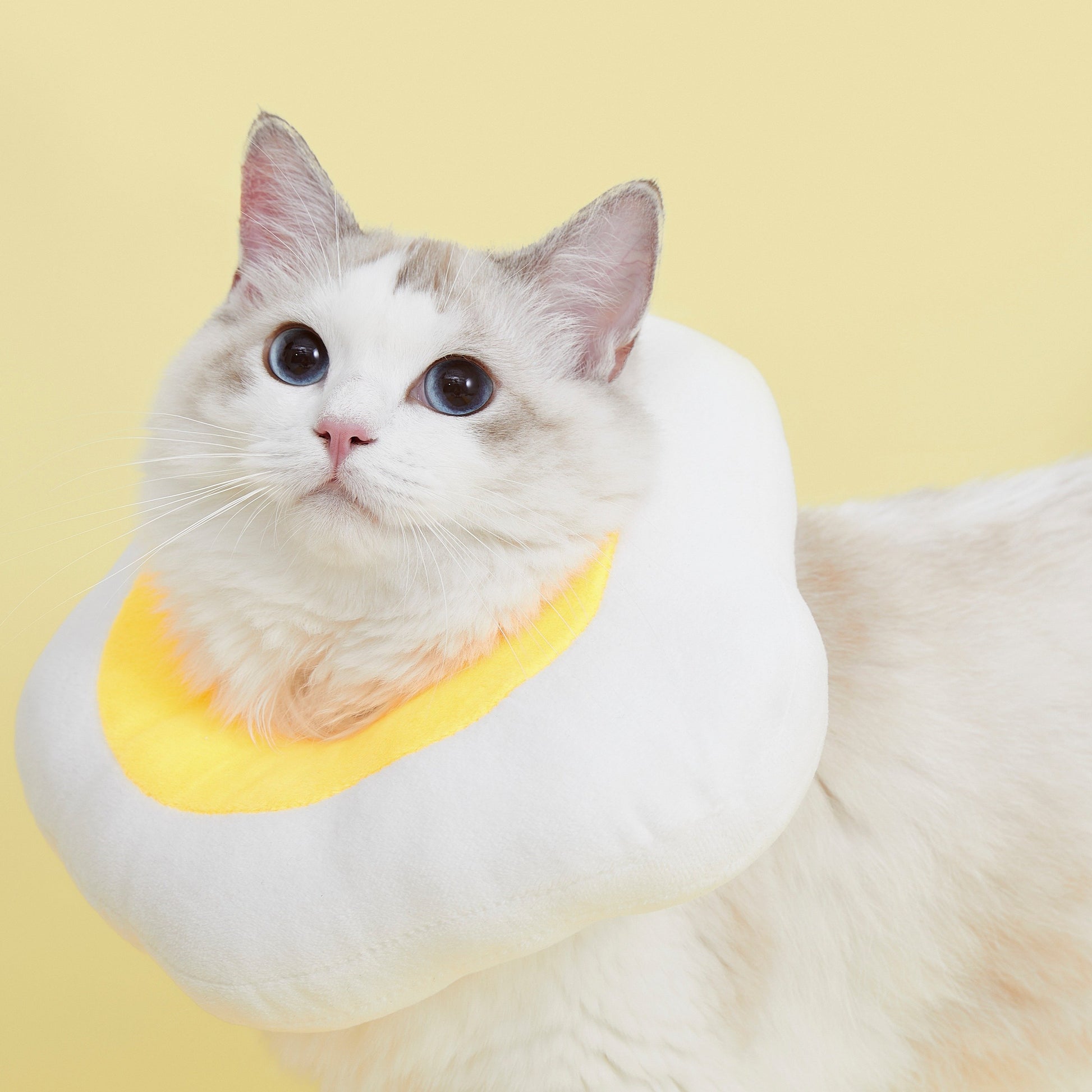 Vetreska Elizabeth Pet Collar 伊丽莎白圈(荷包蛋/鸡腿)