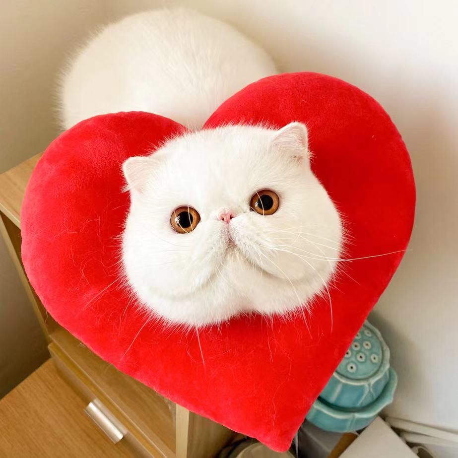 Bigger Fish Love Elizabeth 是心动头套