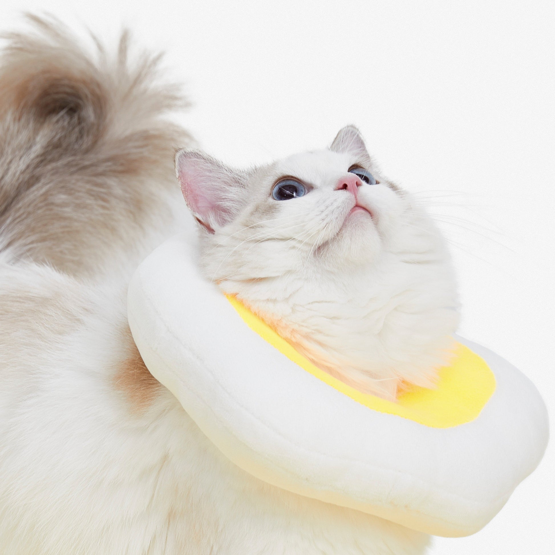 Vetreska Elizabeth Pet Collar 伊丽莎白圈(荷包蛋/鸡腿)