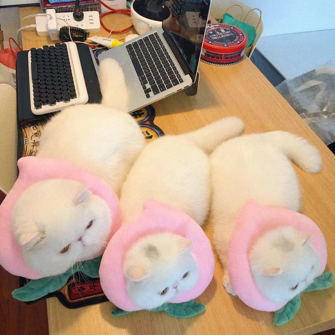 Bigger Fish Peaches Elizabeth 喵间水蜜桃头套